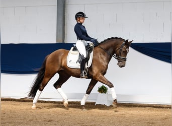 German Riding Pony, Gelding, 5 years, 14.2 hh, Gray-Blue-Tan