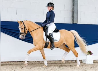 German Riding Pony, Gelding, 5 years, 14.2 hh, Palomino