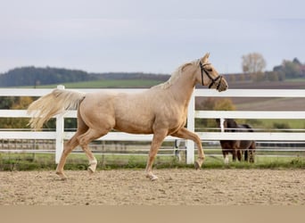 German Riding Pony, Gelding, 5 years, 14.2 hh, Palomino