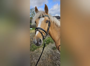 German Riding Pony, Gelding, 5 years, 14.2 hh, Palomino