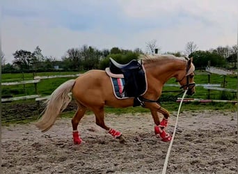 German Riding Pony, Gelding, 5 years, 14.2 hh, Palomino