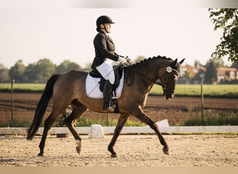 German Riding Pony, Gelding, 5 years, 14.2 hh, Roan-Blue