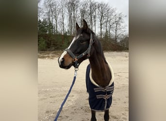 German Riding Pony, Gelding, 5 years, 14.3 hh, Brown