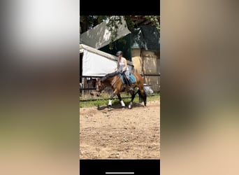 German Riding Pony, Gelding, 5 years, 14,3 hh, Brown