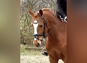 German Riding Pony, Gelding, 5 years, 14.3 hh, Chestnut-Red