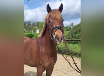 German Riding Pony, Gelding, 5 years, 14.3 hh, Chestnut-Red