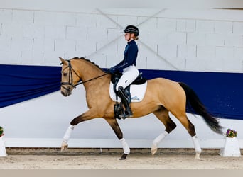 German Riding Pony, Gelding, 5 years, 14.3 hh, Dun