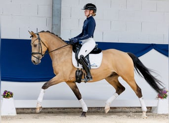 German Riding Pony, Gelding, 5 years, 14.3 hh, Dun