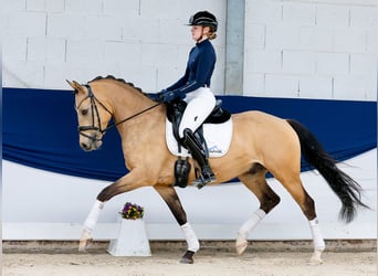 German Riding Pony, Gelding, 5 years, 14.3 hh, Dun