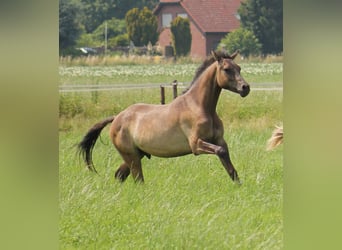 German Riding Pony, Gelding, 5 years, 14.3 hh, Dun