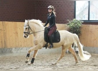 German Riding Pony, Gelding, 5 years, 14.3 hh, Palomino