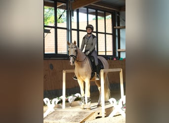 German Riding Pony, Gelding, 5 years, 14.3 hh, Palomino