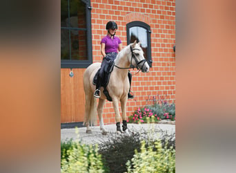 German Riding Pony, Gelding, 5 years, 14.3 hh, Palomino