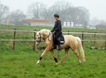 German Riding Pony, Gelding, 5 years, 14.3 hh, Palomino