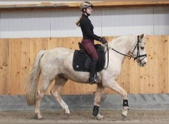 German Riding Pony, Gelding, 5 years, 14.3 hh, Palomino