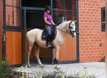 German Riding Pony, Gelding, 5 years, 14.3 hh, Palomino