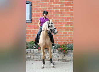 German Riding Pony, Gelding, 5 years, 14.3 hh, Palomino