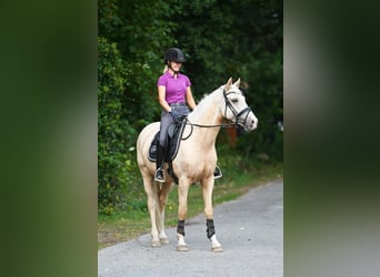 German Riding Pony, Gelding, 5 years, 14.3 hh, Palomino