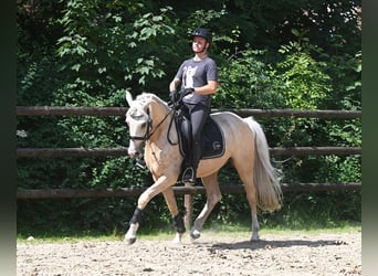 German Riding Pony, Gelding, 5 years, 14.3 hh, Palomino