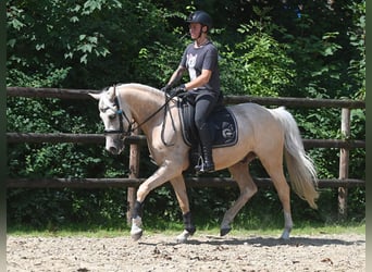 German Riding Pony, Gelding, 5 years, 14.3 hh, Palomino