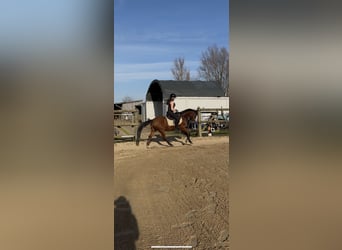 German Riding Pony, Gelding, 5 years, 14 hh, Brown