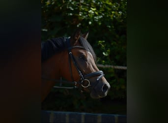 German Riding Pony, Gelding, 5 years, 14 hh, Brown