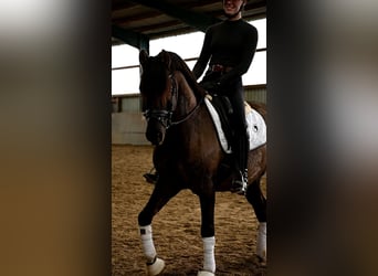 German Riding Pony, Gelding, 5 years, 14 hh, Grullo