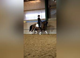 German Riding Pony, Gelding, 5 years, 14 hh, Grullo