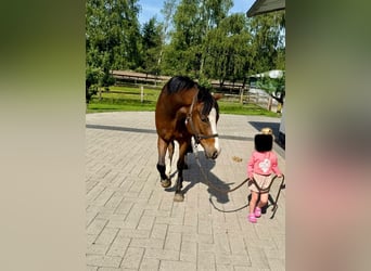 German Riding Pony, Gelding, 5 years, 14,1 hh, Bay-Dark
