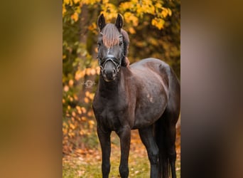 German Riding Pony, Gelding, 5 years, 14,1 hh, Black