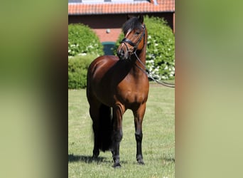 German Riding Pony, Gelding, 5 years, 14,1 hh, Brown