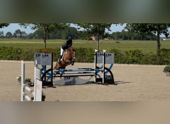 German Riding Pony, Gelding, 5 years, 14,1 hh, Brown-Light