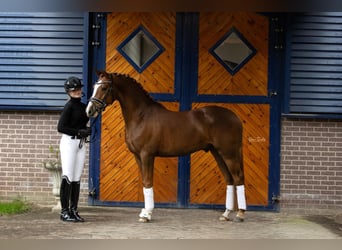 German Riding Pony, Gelding, 5 years, 14,1 hh, Chestnut