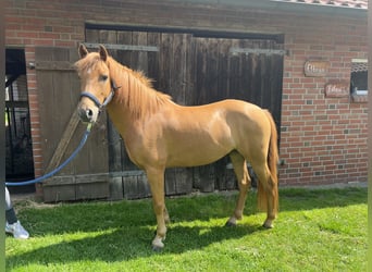German Riding Pony Mix, Gelding, 5 years, 14,1 hh, Chestnut-Red