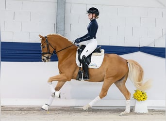 German Riding Pony, Gelding, 5 years, 14,1 hh, Chestnut-Red German Riding Pony, Gelding, 5 years, 14,1 hh, Chestnut-Red