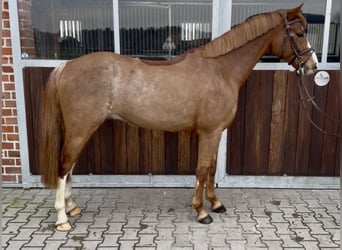 German Riding Pony, Gelding, 5 years, 14,1 hh, Chestnut-Red