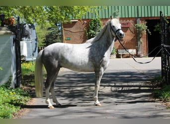 German Riding Pony, Gelding, 5 years, 14,1 hh, Gray-Dapple