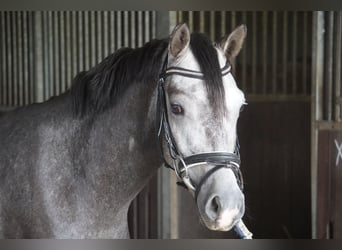 German Riding Pony, Gelding, 5 years, 14,1 hh, Grey