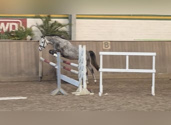 German Riding Pony, Gelding, 5 years, 14,1 hh, Grey