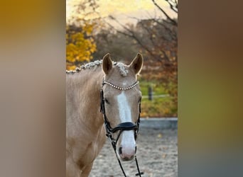 German Riding Pony, Gelding, 5 years, 14,1 hh, Palomino