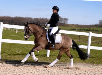 German Riding Pony, Gelding, 5 years, 14,1 hh