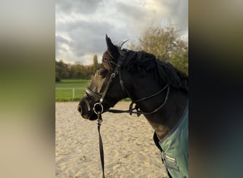 German Riding Pony, Gelding, 5 years, 14,2 hh, Black