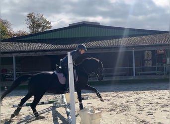 German Riding Pony, Gelding, 5 years, 14,2 hh, Black