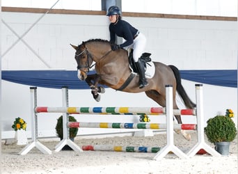 German Riding Pony, Gelding, 5 years, 14,2 hh, Brown
