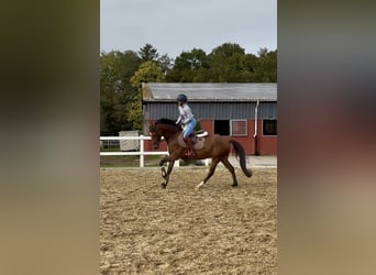 German Riding Pony, Gelding, 5 years, 14,2 hh, Brown