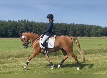 German Riding Pony, Gelding, 5 years, 14,2 hh, Chestnut-Red