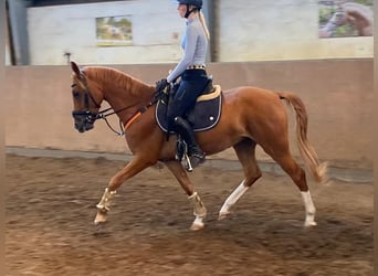 German Riding Pony, Gelding, 5 years, 14,2 hh, Chestnut-Red