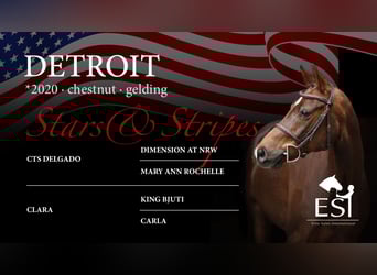 German Riding Pony, Gelding, 5 years, 14,2 hh, Chestnut-Red