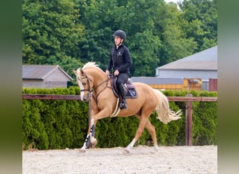 German Riding Pony, Gelding, 5 years, 14,2 hh, Palomino