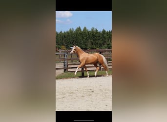 German Riding Pony, Gelding, 5 years, 14,2 hh, Palomino